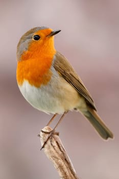 Pretty bird With a nice orange red plumage in the nature