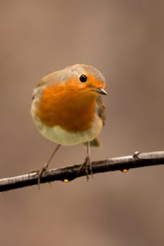 Pretty Bird With a Nice Orange Red Plumage in the Nature