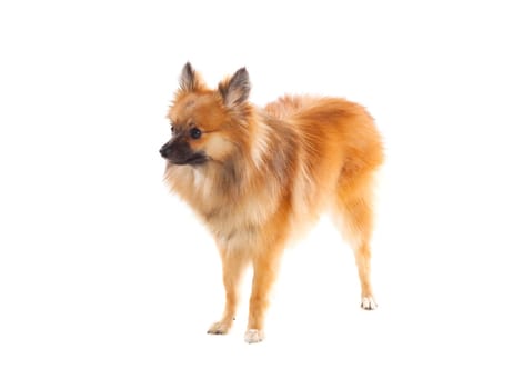 Beautiful brown Pomeranian dog isolated on a white background