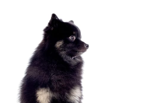 Cute black dog with a fluffy hair isolated on a white background