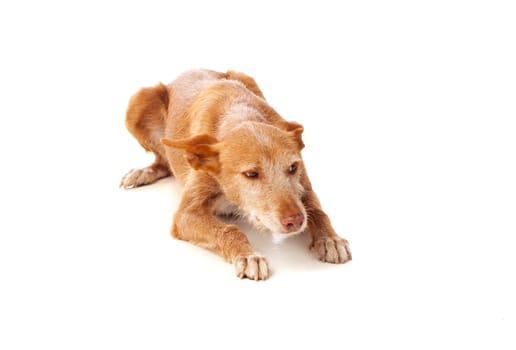 Beautiful hound dog with brown hair isolated on a white background