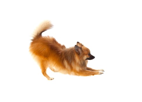 Beautiful brown Pomeranian dog isolated on a white background