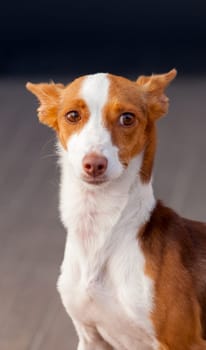 Beautiful hound dog with brown and white hair