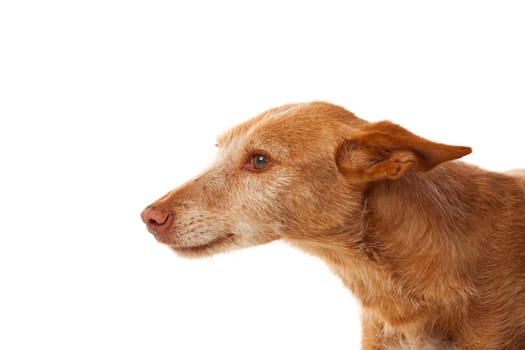 Beautiful hound dog with brown hair isolated on a white background