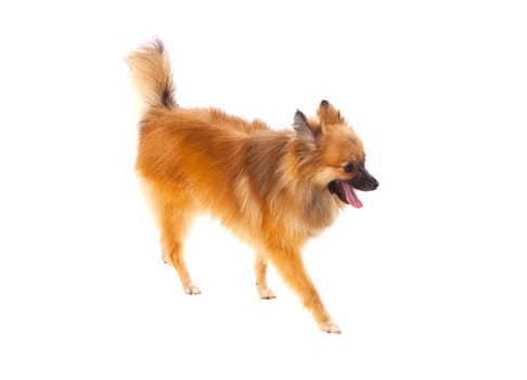 Beautiful brown Pomeranian dog isolated on a white background