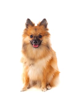 Beautiful brown Pomeranian dog isolated on a white background