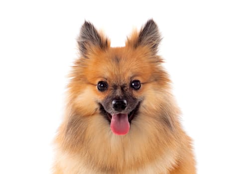 Beautiful brown Pomeranian dog isolated on a white background