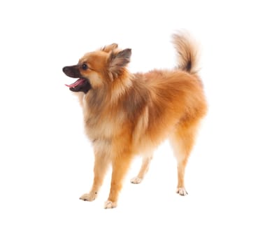 Beautiful brown Pomeranian dog isolated on a white background