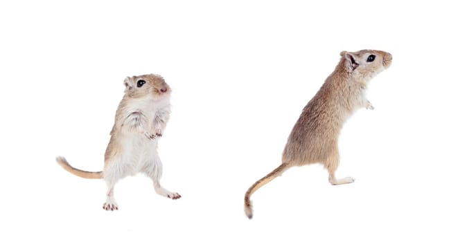 Funny gergils isolated on a white background