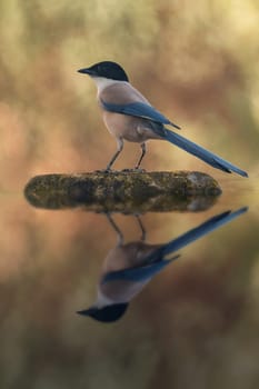 Bird with black head and blue tail on a stone in the middle of the lake. Perfect reflection on the water