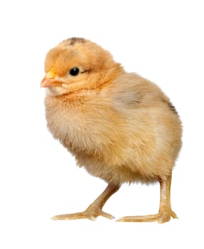 Yellow chicken isolated on a white background