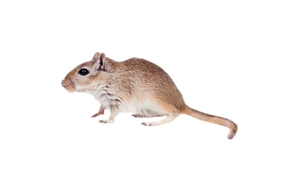 Profile of a funny gergil isolated on a white background