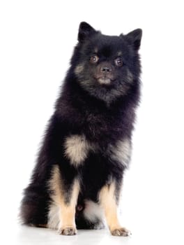 Cute black dog with a fluffy hair isolated on a white background