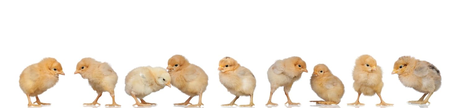 Meeting of yellow chickens at Easter isolated on a white background