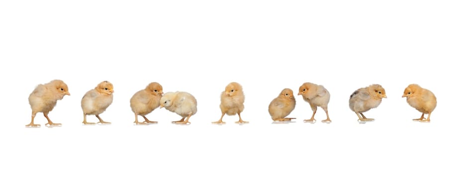 Meeting of yellow chickens at Easter isolated on a white background