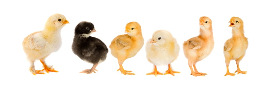 Yellow chickens looking at one black isolated on a white background