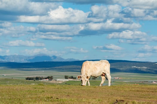 Cows grazing in the meadow under a beautiful sky