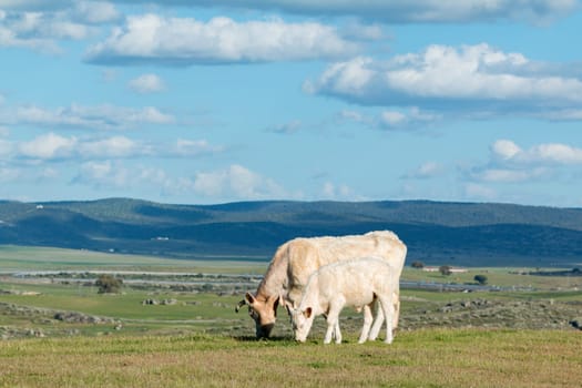Cows grazing in the meadow under a beautiful sky
