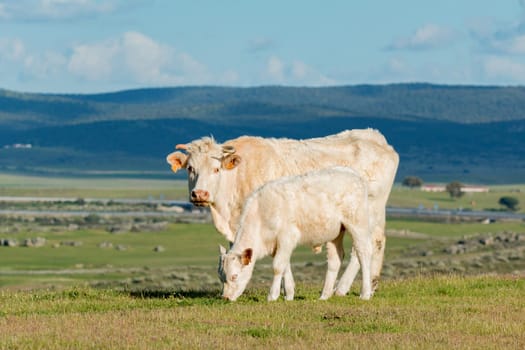 Cows grazing in the meadow under a beautiful sky