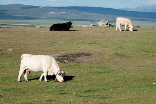 Cows grazing in the meadow under a beautiful sky