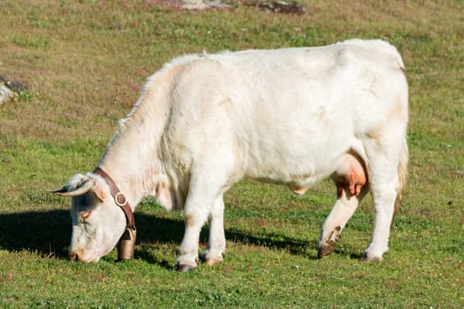 Cows grazing in the meadow the green grass