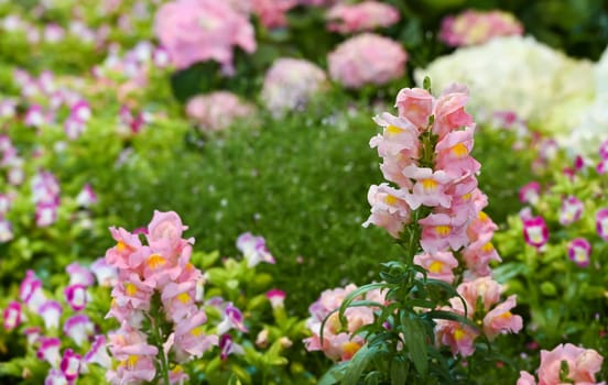 Pink Snapdragon flower or Antirrhinum plant on blurred colorful flower garden background