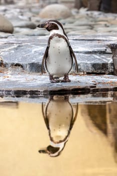 Penguin standing on rocky seashore with reflection on water, Czech Republic