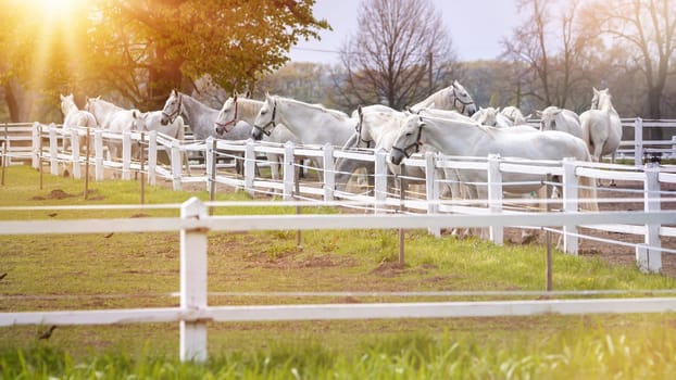 Old Kladruby white horse in Czech Republic - herd of white horses in the corral