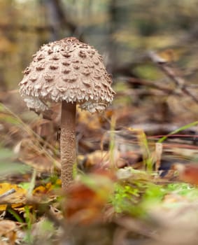 Cmushroom - Cystolepiota high - Macrolepiota procera, Czech Republic