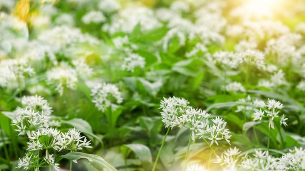 Wild garlic carpet in forest ready to harvest. Ramsons or bear's garlic growing in forest in spring. Allium ursinum. Czech Republic
