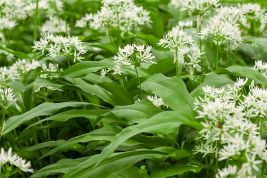 Wild garlic carpet in forest ready to harvest. Ramsons or bear's garlic growing in forest in spring. Allium ursinum. Czech Republic