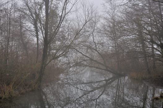 foreshortening of  bare branches tangle  reflecting in a still ramification of important river, shot in foggy winter light
