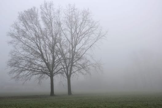 landscape with big bare trees in winter countryside, shot in foggy light.