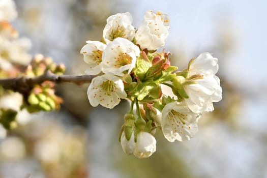 Detail shot of a branch of the cherry tree with flowers, buds and leaves in front of a blurred background