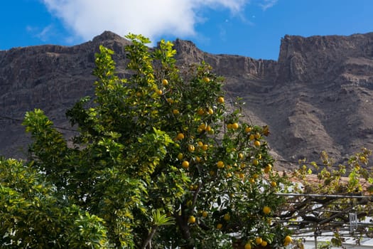 Close up of lemons hanging from a tree in a lemon grove