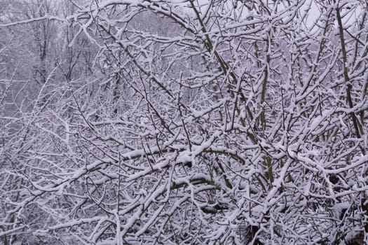 Old tree covered with snow