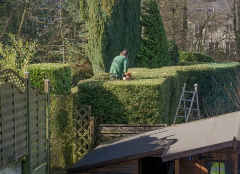 Pruning bushes in the garden. Autumn gardening..