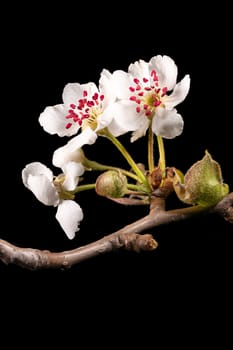 Detail shot of a branch of the apple tree with flowers, buds and leaves in front of a blurred background isolated on black