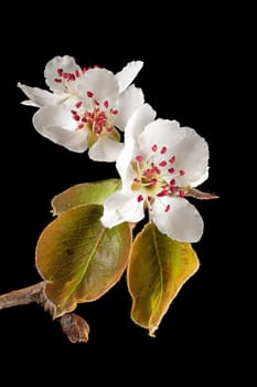 Detail shot of a branch of the apple tree with flowers, buds and leaves in front of a blurred background isolated on black