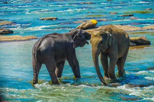 Wild elephant image (Sri Lanka Pinnawara). Shooting Location: Sri Lanka