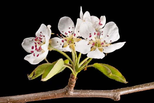 Detail shot of a branch of the apple tree with flowers, buds and leaves in front of a blurred background isolated on black
