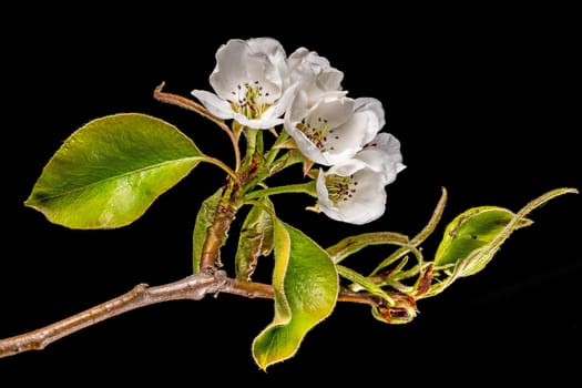 Detail shot of a branch of the pear tree with flowers, buds and leaves isolated on black