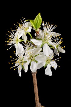 Detail shot of a branch of the plum tree with flowers, buds and leaves isolated on black