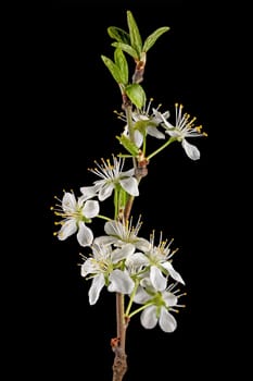 Detail shot of a branch of the plum tree with flowers, buds and leaves isolated on black