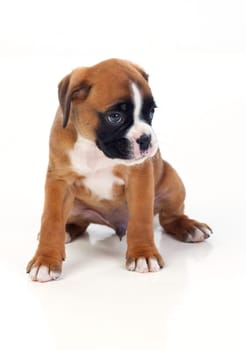 Adorable boxer puppy sitting on a isolated white background