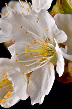 Macro shot of a single cherry blossom with stamens and petals