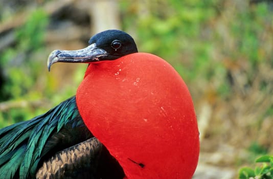 Male frigate bird at courtship, Galápagos