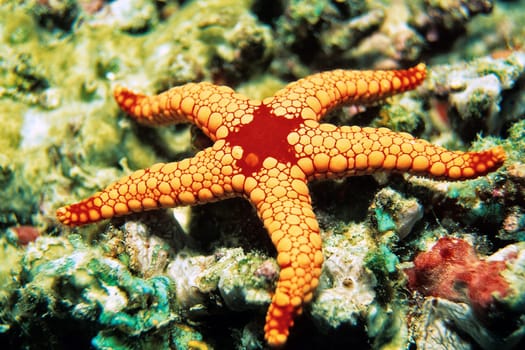 Pearl sea star, Indian Ocean, Maldives