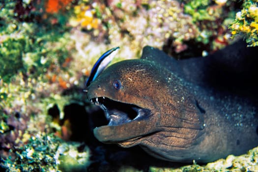 Giant moray, Ellaidhoo, Maldives, Ari Atoll