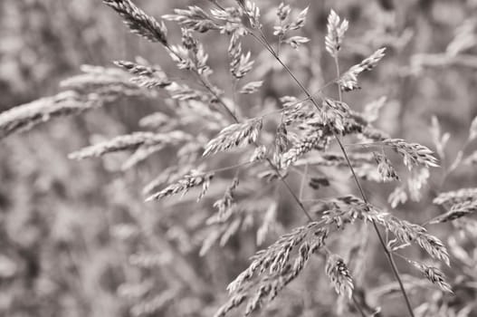 blooming grass in summer